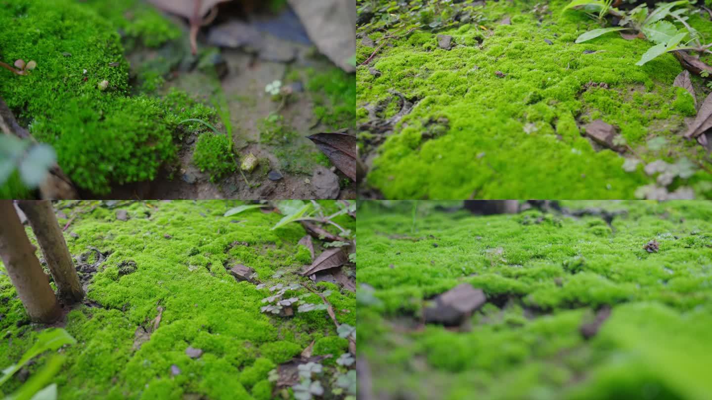 唯美苔藓青苔小虫微生物微生态微观世界