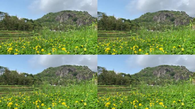 4k视频片段-稻田和草地，许多鲜花被风吹开。春天和新鲜的绿色季节。在印尼爪哇日惹Gunungkidu