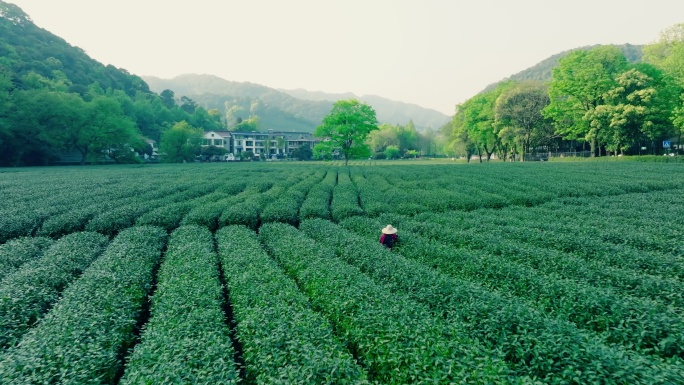 杭州龙井村采茶