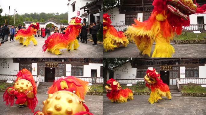 畲族舞狮表演非遗文化（龙年）