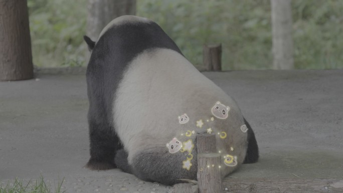 综艺可爱熊猫可爱星光