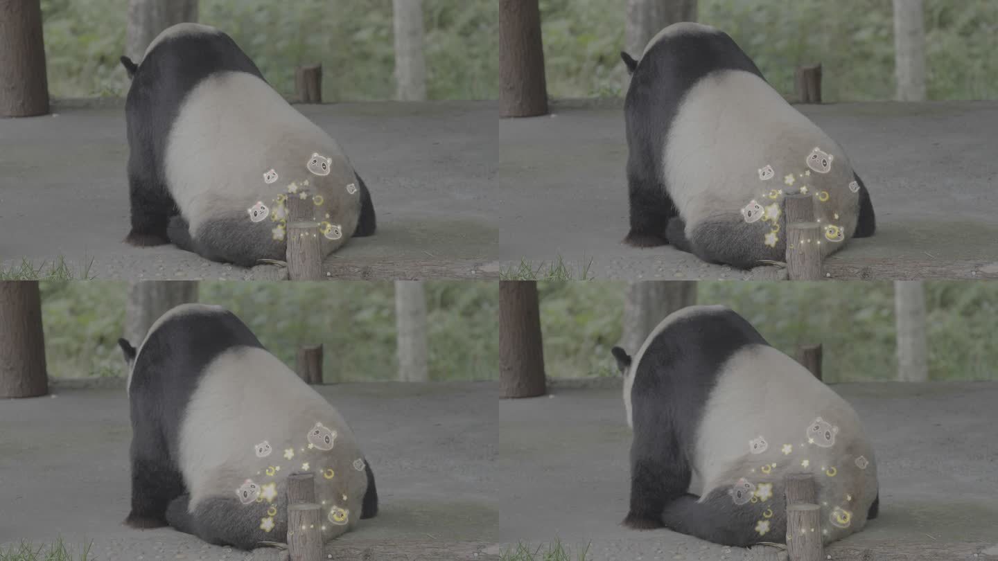 综艺可爱熊猫可爱星光