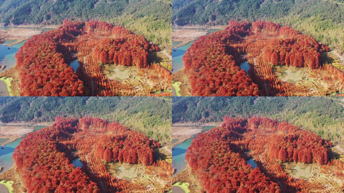 临海市，小芝红杉林