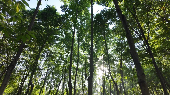 早上逆光拍摄充满生机和活力的树林