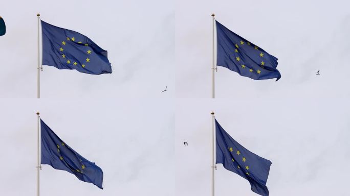 鸟儿在欧盟(EU)旗帜下随风缓慢飞行