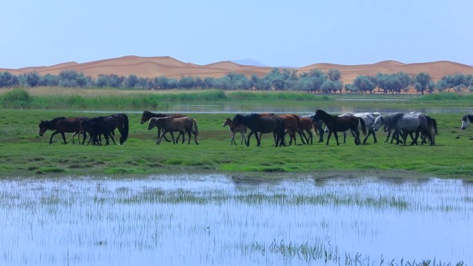 沙漠 湿地 牛马群