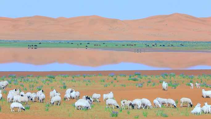 沙漠 湿地 羊群 马莲花
