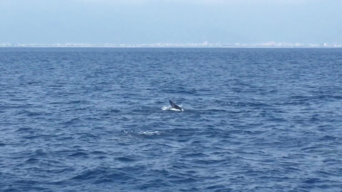鲸鱼  海豚
