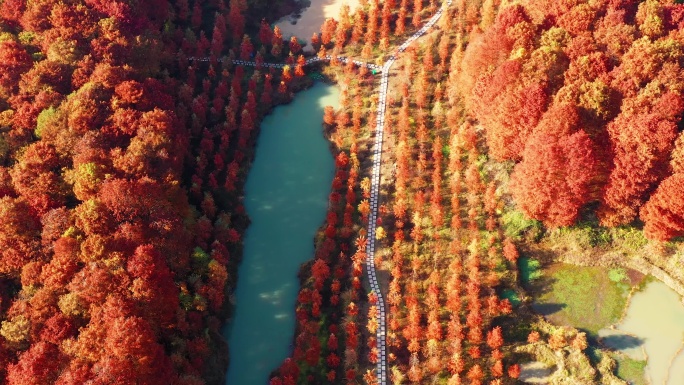 临海市，小芝红树林