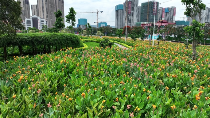 漳州市龙海角美镇花田美事花海湿地公园航拍