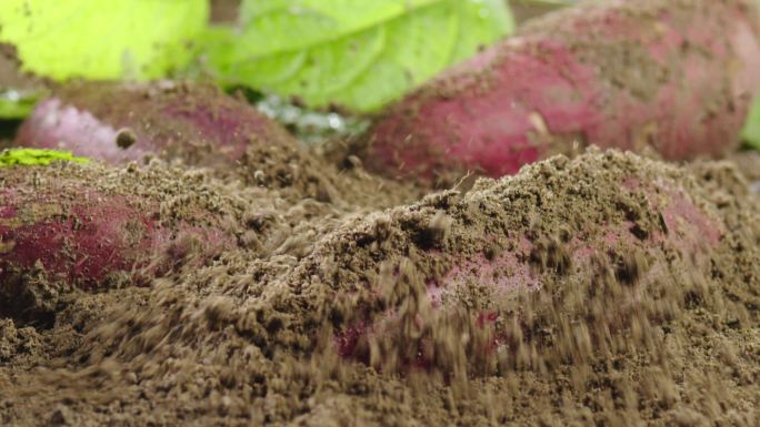 泥土掉到红薯 紫薯上