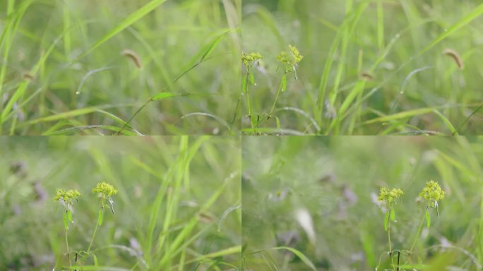 草 落叶 野草 药草 空镜