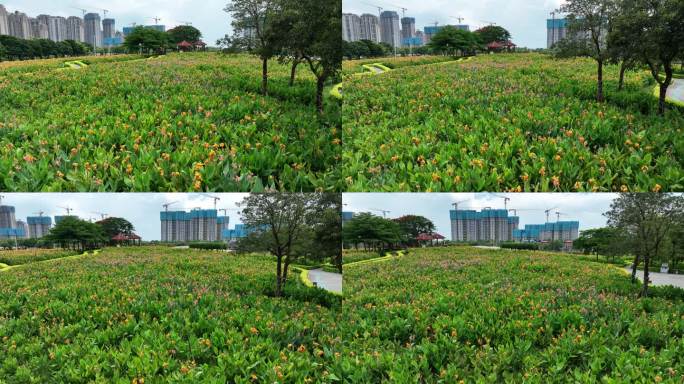 漳州市龙海角美镇花田美事花海湿地公园航拍