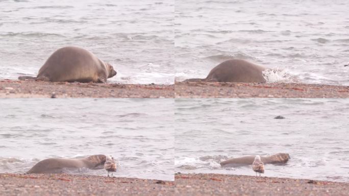 雌象海豹扑通一声从海滩游向大海，一只海鸥在一旁观察着她