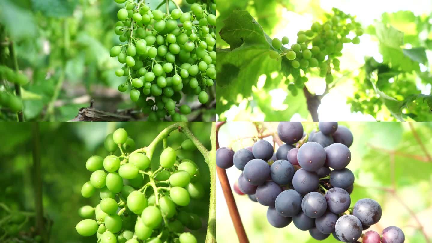 大棚鲜食葡萄