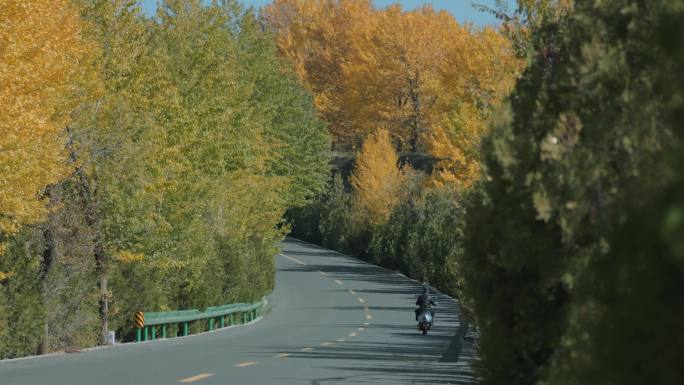 01白杨树 公路 秋景