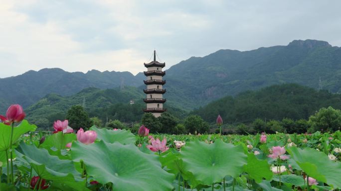 武义 十里荷花 荷花 延时 荷花池