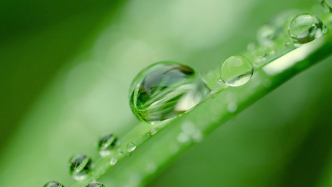 4k清晨植物露珠露水水滴微距特写