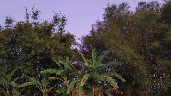 夕阳特写摇摆叶子植物夏季日落鸟鸣绿树竹林