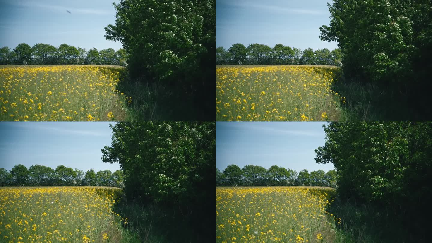 夏天，丹麦一片盛开的黄色油菜籽田的边缘