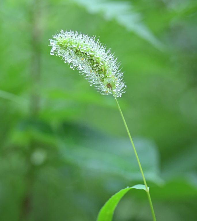 实拍清晨沾满露珠的狗尾草缓缓飘动竖版视频