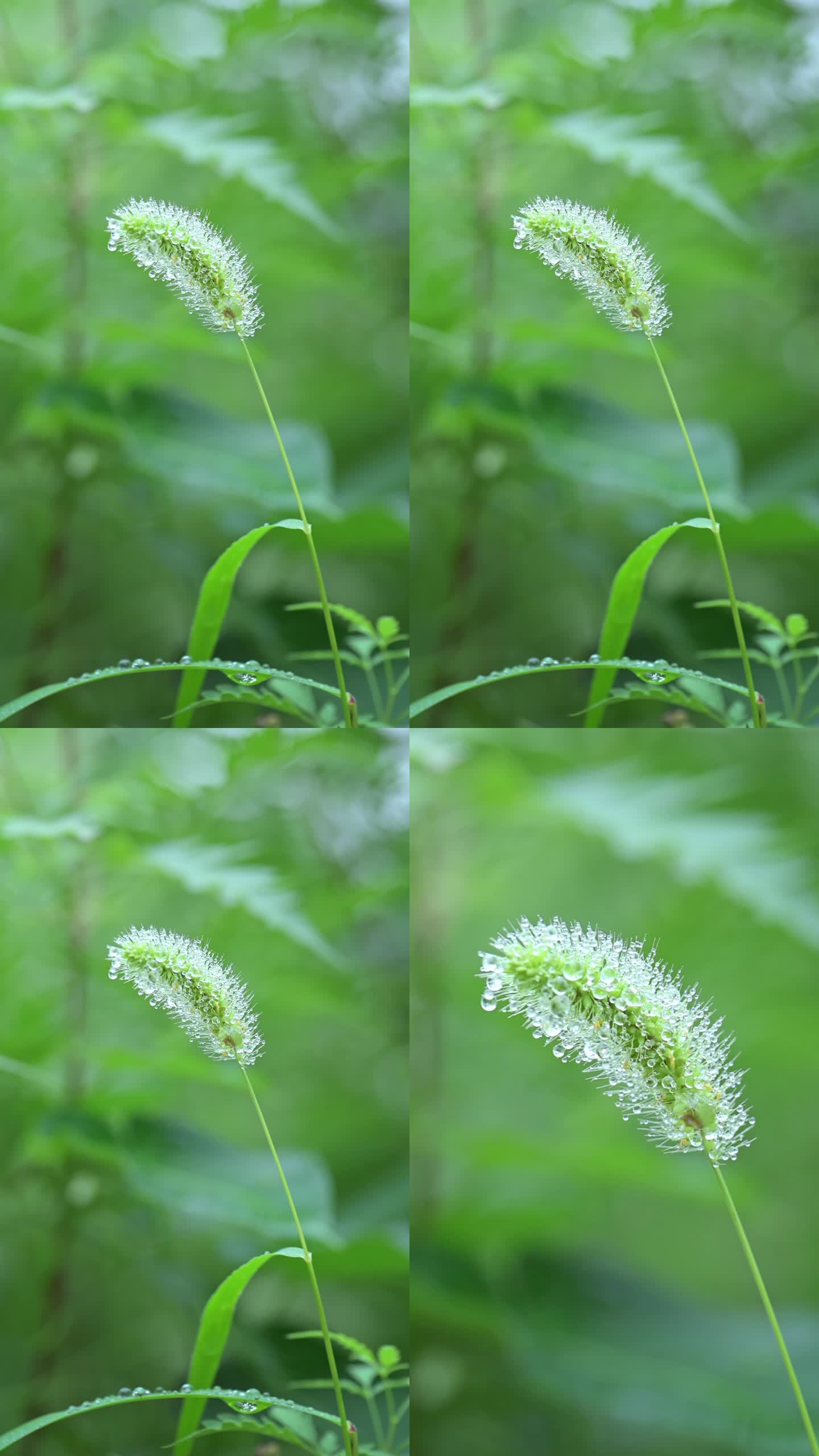 实拍清晨沾满露珠的狗尾草缓缓飘动竖版视频