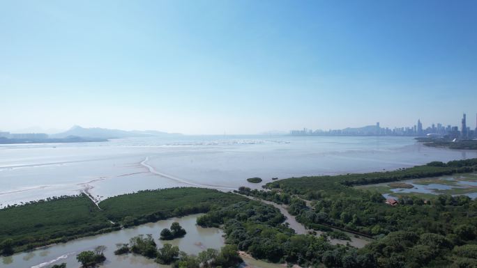 【正版素材】深圳福田红树林生态公园