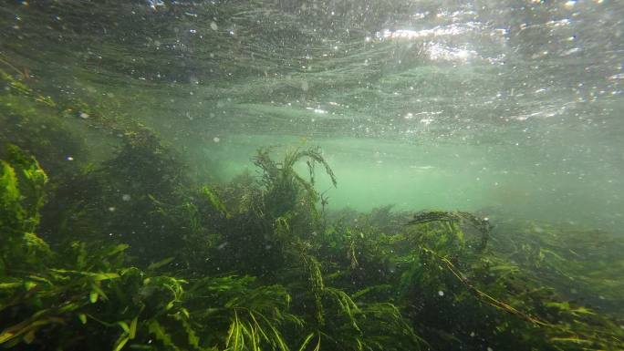 清澈的水下水草  景观