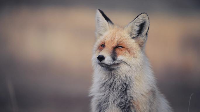狐狸赤狐肖像狐狸野生动物
