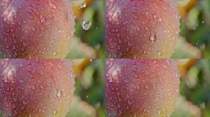 苹果农业水果苹果树果园红苹果红富士苹果