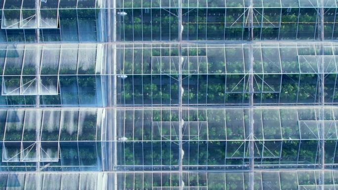 现代温室鸟瞰图。农业温室有机蔬菜栽培，农业工业。大型工业技术温室，透明玻璃屋顶，蔬菜。