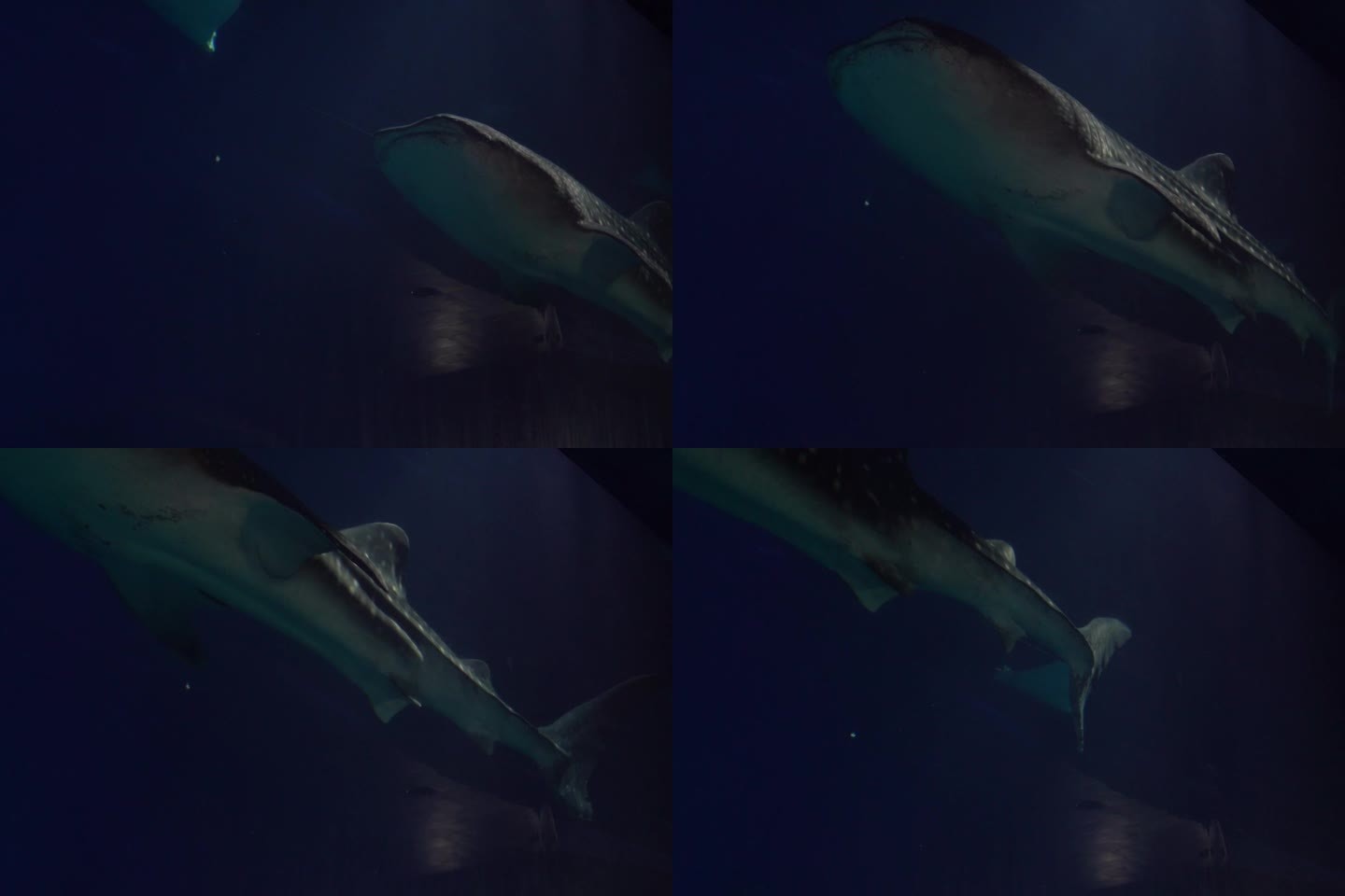 鲸鲨03