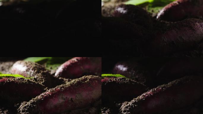红薯 紫薯摇光展示