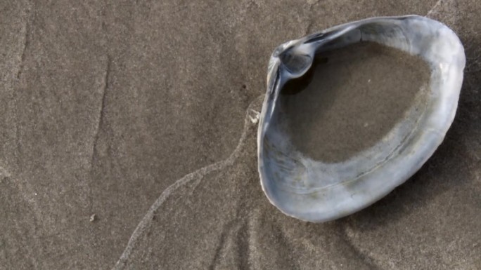 美国马里兰州黑水国家野生动物保护区海岸上的一只贝壳——特写