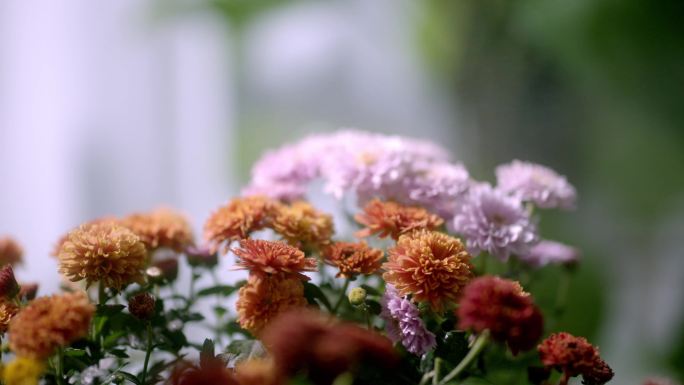 康乃馨雏菊鲜花浇花近景拍摄