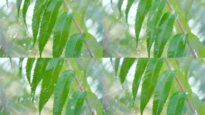 下雨时从绿叶蕨类植物上滴下的慢动作雨滴。特写水滴绿叶前景。大雨落在绿色植物的叶子上。平静放松冥想和平