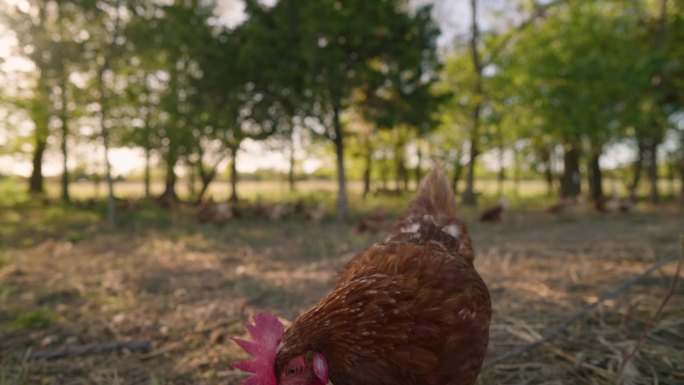 日落时分，牧场养鸡慢镜头在无笼农场行走。再生有机农业