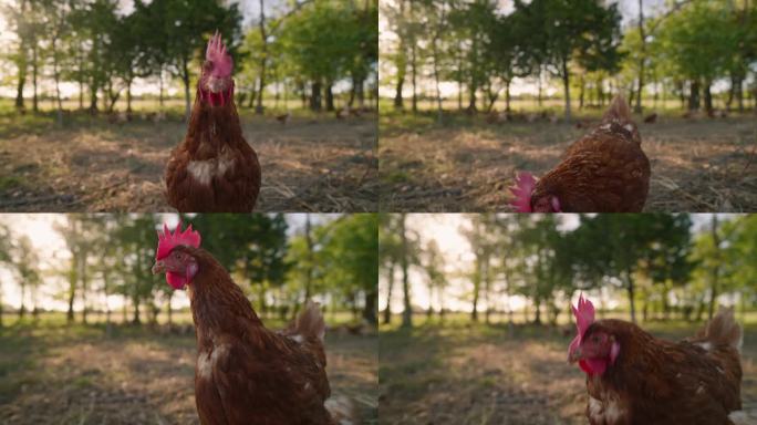 日落时分，牧场养鸡慢镜头在无笼农场行走。再生有机农业