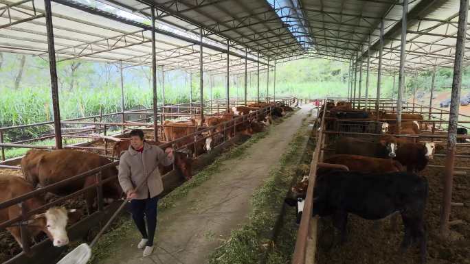 村集体经济农户养牛