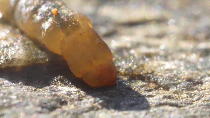 昆虫 水生生物 害虫 生物  微观动物