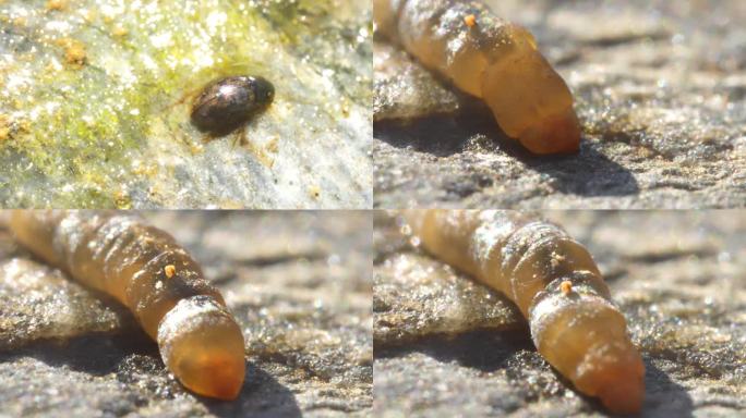 昆虫 水生生物 害虫 生物  微观动物