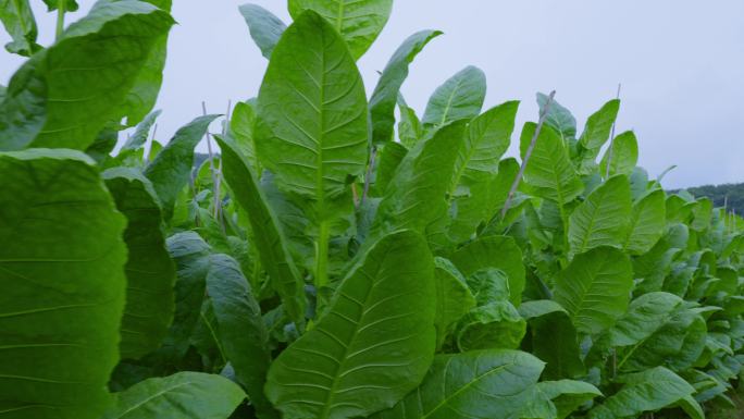 农业生产烟草烟叶种植基地生长的雪茄烟