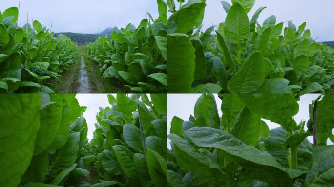 农业生产烟草烟叶种植基地生长的雪茄烟