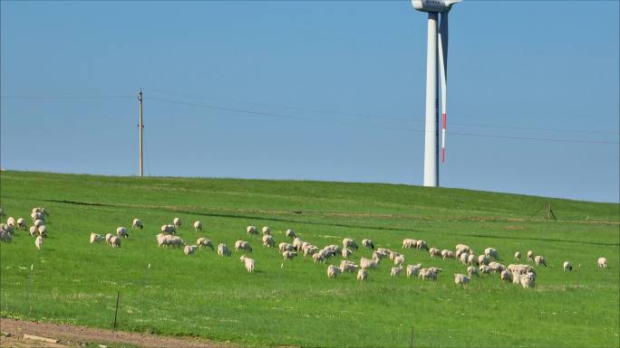 草原 羊群 风车 平原