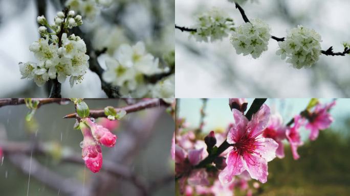 桃花李花海棠花