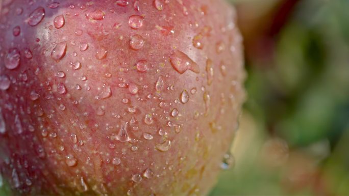 苹果农业水果苹果树果园红苹果红富士苹果