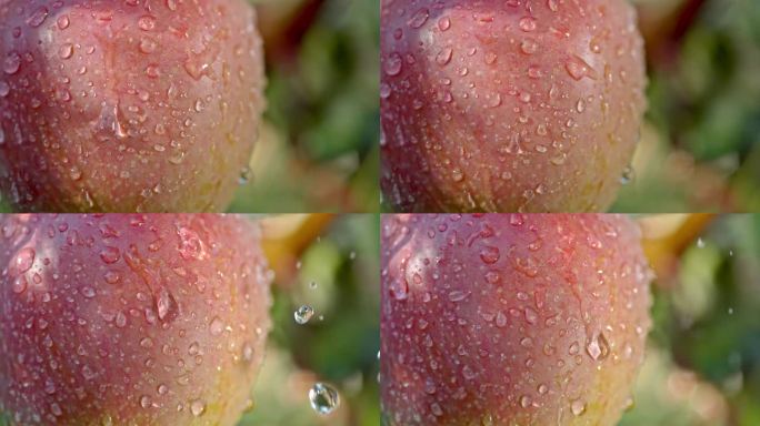 苹果农业水果苹果树果园红苹果红富士苹果