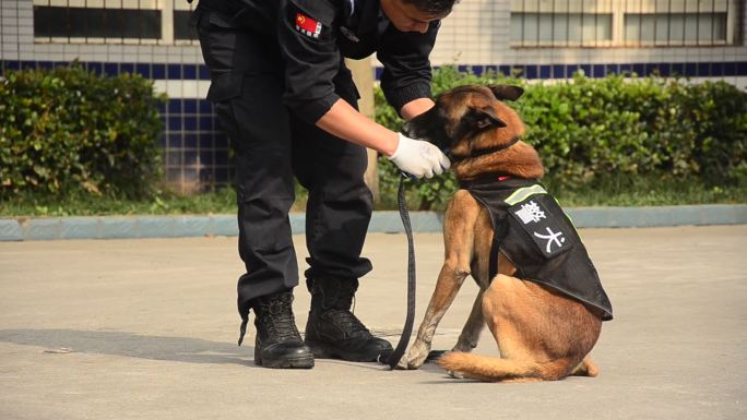 警犬的查缉毒品训练