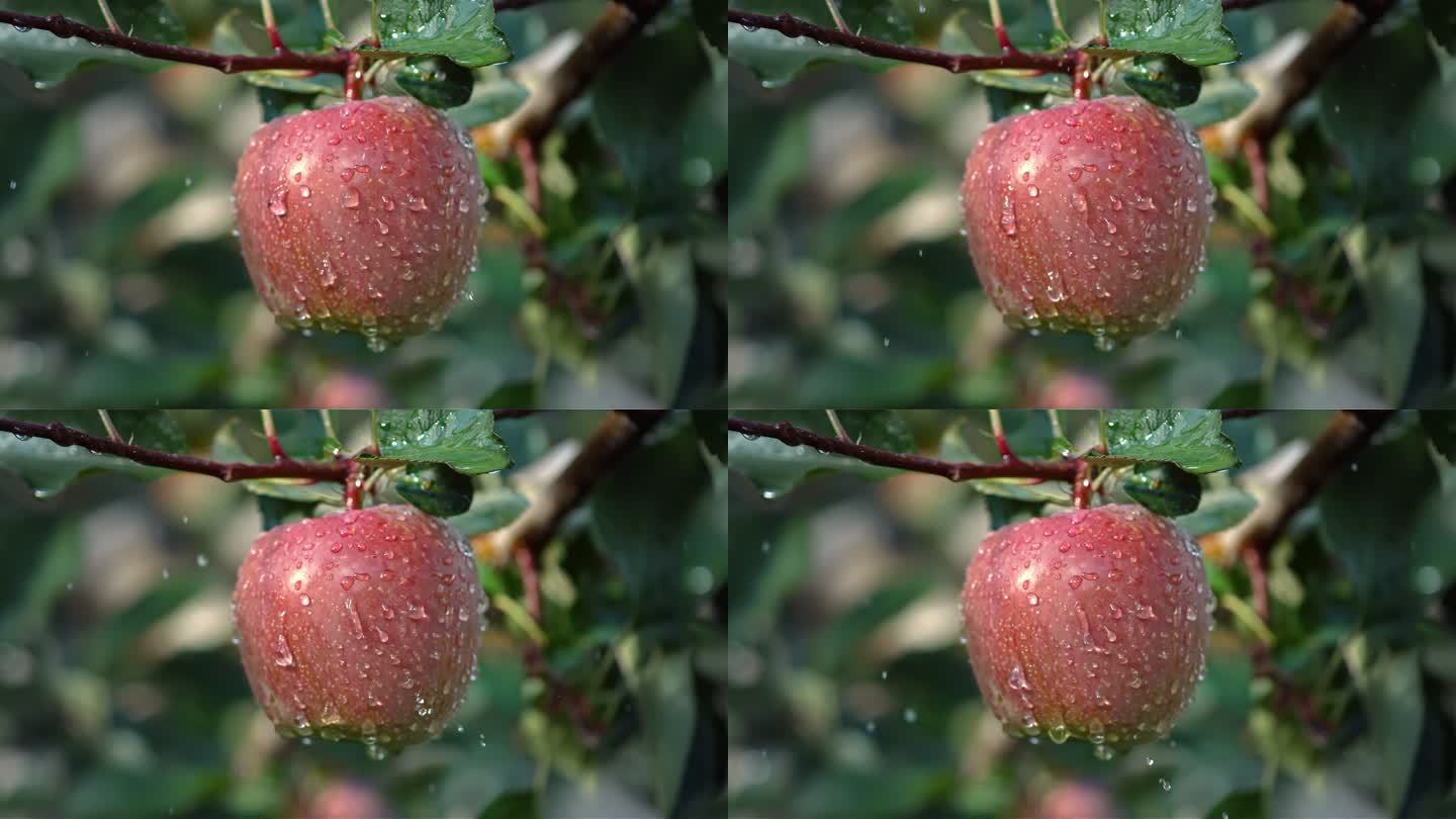 苹果农业水果苹果树果园红苹果红富士苹果