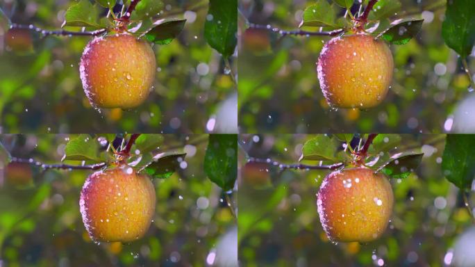苹果农业水果苹果树果园红苹果红富士苹果